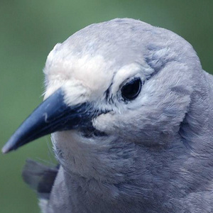 I finally created an ending for that film