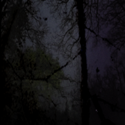 TREE HOLLOW