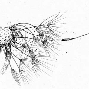 14 How Many Petals the Wind Carries?
