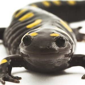 Silly Spotted Salamander