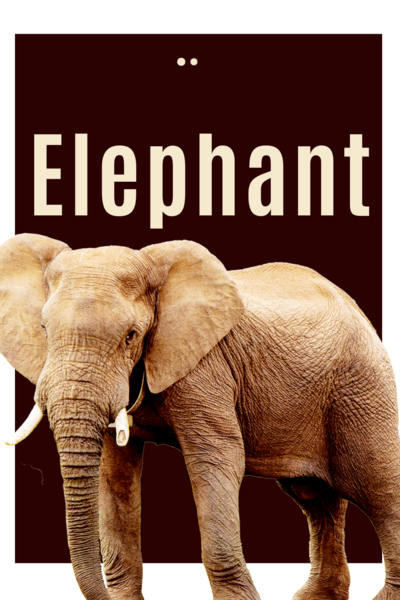 Une m&eacute;moire d'&eacute;l&eacute;phant