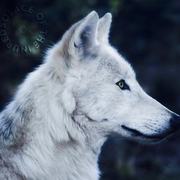 Solace of the Inured