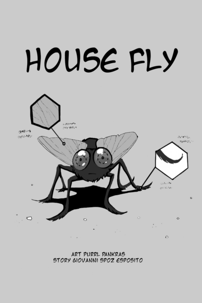 House  Fly