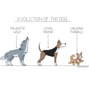 The Evolution of the Dog