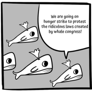 Blue Whales Go On Hunger Strike