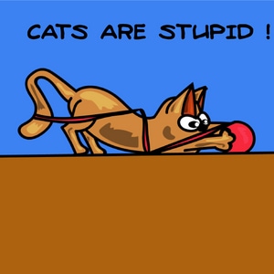 CATS ARE STUPID !