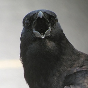 "Interesting Crow"