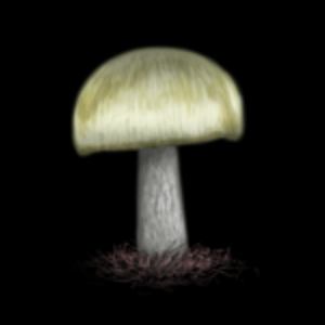 Amanita Phalloides