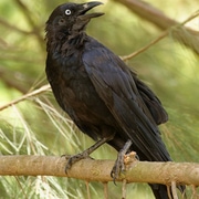Crow Man
