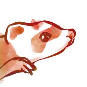 Why ferrets are awesome