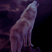 When a Wolf Meets an Alpha {Rewritten}