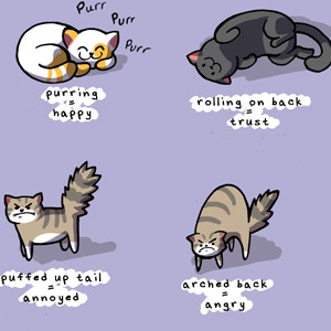 Language of cats