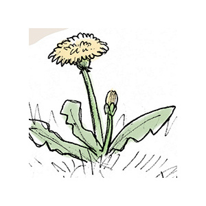 The Loneliest Flower