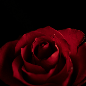 Chapter 5 : Sleep well, Athene