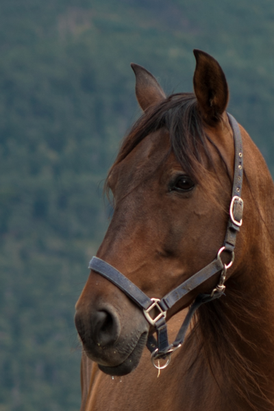 Une cavali&egrave;re d'exception