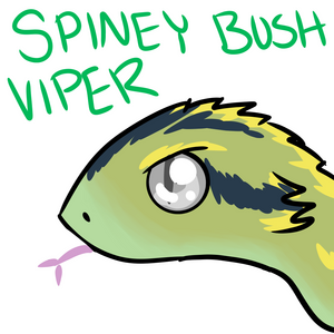 Spiny Bush Viper Facts