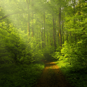 Same Different World 