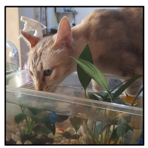 Nuvola's cats' water preference