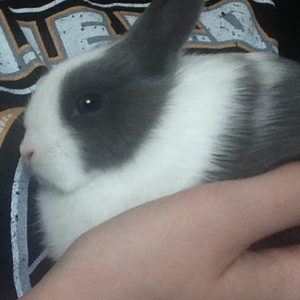 I have a bunny now, Bunnies are cool