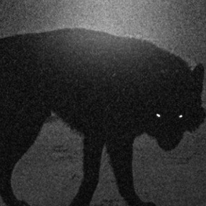 The Sun-Devouring Beast