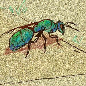 Chrysis angolensis