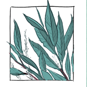 Chapter 5 - Willow