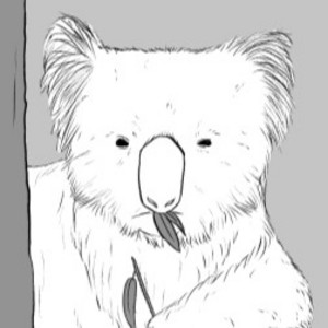 Phascolarctos cinereus