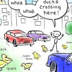 Remember those cute ducks?