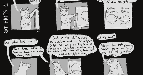 Read Rattus :: Rat Facts 1 | Tapas Community