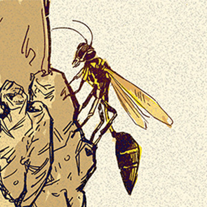 Sceliphron madraspatanum