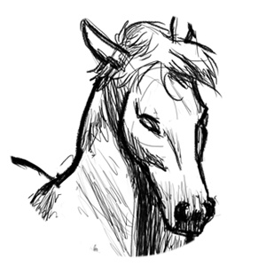 Horse Life Drawing