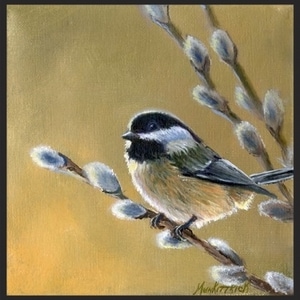 Chickadee in the Willow Tree