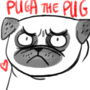 Puga the pug