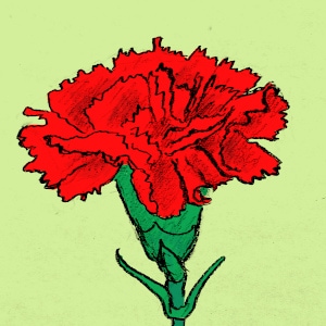 Carnation