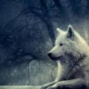  A Wolfs Lullaby