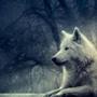  A Wolfs Lullaby