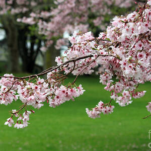 Chapter 11: -Tatara- Under the Cherry Blossom Trees