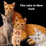 The Cats in New York (old)