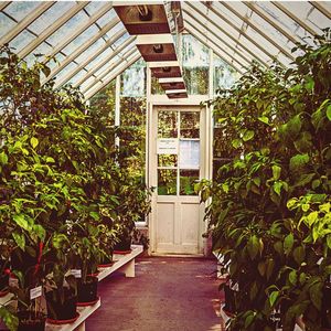 2. The Man in the Greenhouse