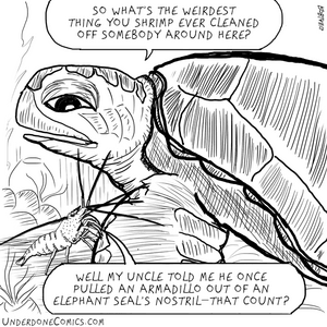 Cleaner Shrimp and Turtle