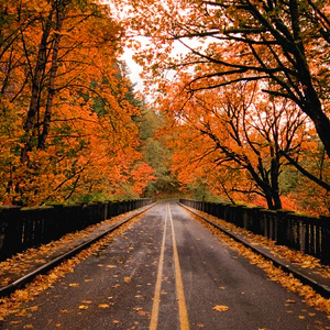 Autumn Bridges