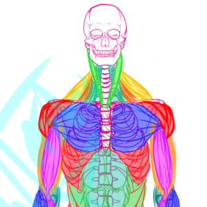 Anatomy help #1: Muscles