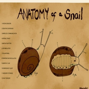 Bonus: Anatomy of a Snail 