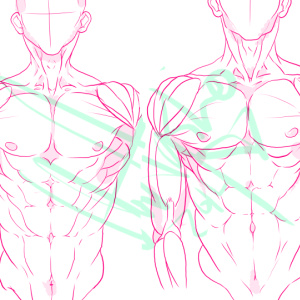 Anatomy reference #1: Torsle muscles