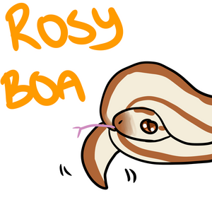 Rosy Boa