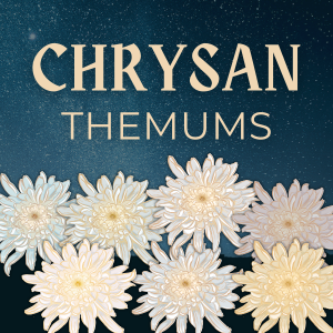 Chrysanthemums