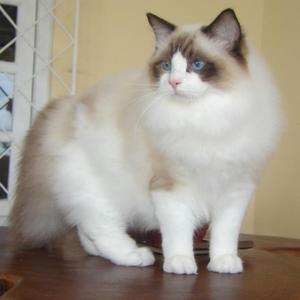 Picture Day 2: Ragdoll Kitty OxO