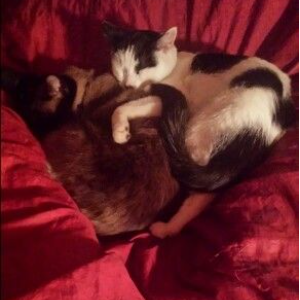 Jazz, Cats, and Strawberry Dreams