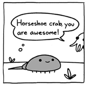 Horseshoe Crab