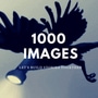 1000 Images